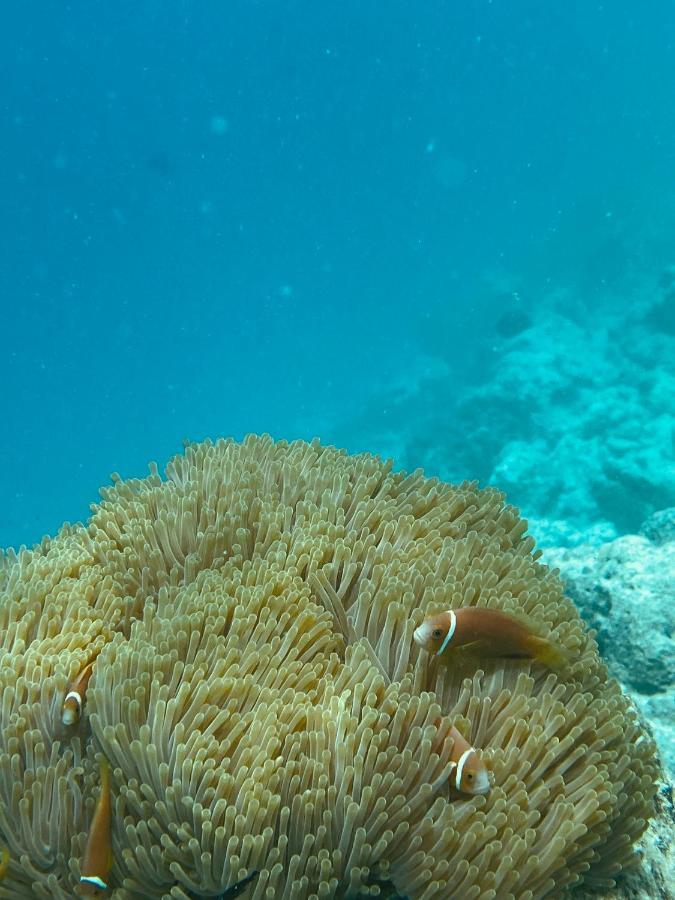 Reef Edge Thulusdhoo, Maldives Otel Dış mekan fotoğraf